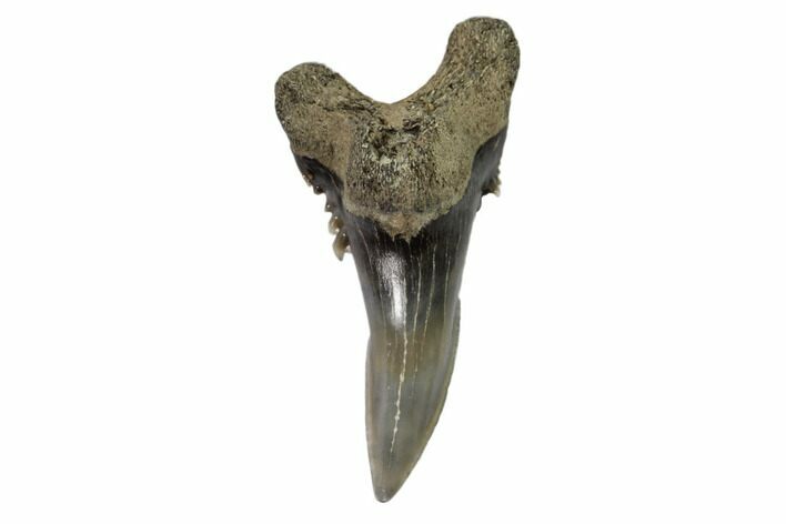 Lower Shark Tooth Fossil (Hemipristis) - Virginia #102147